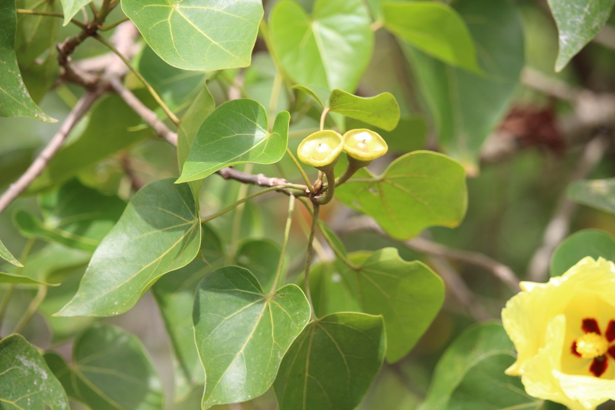 Thespesia populnea (L.) Sol. ex Corrêa